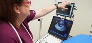Vet examining ultrasound image on screen