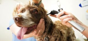 brown and white dog having ear examination with tongue out