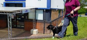 Dog walking on lead near front of Daventry Vets' building