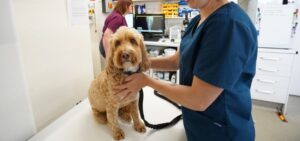 Golden dog on vet exam table