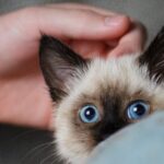 Feline friendly advice for firework season