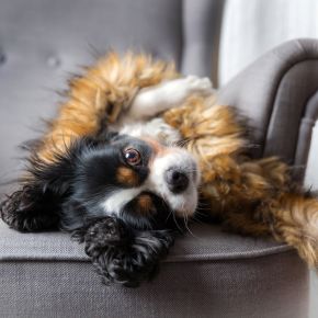 Brown, black and white fluffy dog lying upside down on a grey settee