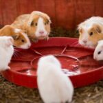 Vet Sarah discusses why guinea pigs need companions