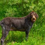 Vet Sarah discusses the benefits of weight monitoring and body condition scoring