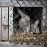 Keeping small furry pets happy during firework season in Northamptonshire