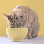 Vet Sarah Aldridge discusses pros and cons of wet/dry cat food