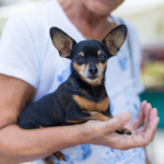 Vet Sarah Aldridge champions these 6 simple lifestyle changes for older dogs
