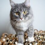 A guide from Vet Sarah Aldridge on your cat’s happiness this winter