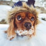 Canine Christmas dangers advice from Vet Sarah Aldridge