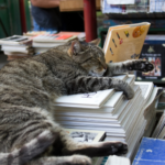 Daventry Vet’s top 10 books for animal lovers this Winter