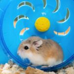 Learn how to exercise your small furry pets with Daventry Vets