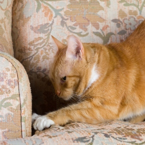 Daventry Vets’ advice to reduce furniture damage from your cat