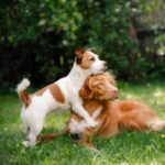 Vets in Daventry share vital vaccination advice for dog owners