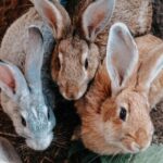 Daventry Vets answer: Should I vaccinate my rabbit?