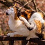 Daventry Vets shares five signs your cat may have fleas