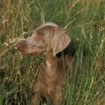 Vet Sarah Aldridge answers FAQs on ticks and the health threat to dogs and humans