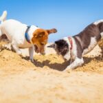 Six dog-friendly UK staycation hot spots – from Daventry Vets