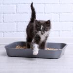 Effective Kitten Litter Training Tips from Daventry Vets’ Nurses