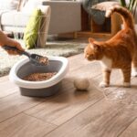 Vet Sarah Aldridge Shares Why Cats Soil Indoors and Ways to Help