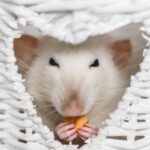 Sarah Shares 8 Things You Probably Didn’t Know About Fancy Rats