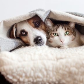 Noise Phobia in Dogs and Cats: How to Identify and Treat It