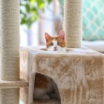 Daventry Vet Nurses on the Benefits of a Catio