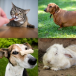 Pet Obesity Watch: Problems, Causes, Prevention and Reversal