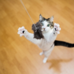 Toy Time for Your Tabby: Daventry Vets’ Guide to Cat Toys