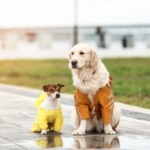 Winter Dog Clothes – Yes or No?
