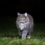 Dark Night Safety For Cats Starts At Home