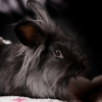 E. cuniculi and Your Rabbit’s Health: Essential Advice from Vets in Daventry