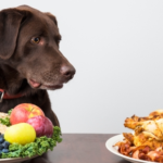 Can Cats and Dogs Eat A Vegan Diet? Vet Sarah Aldridge Has This Advice