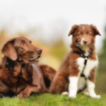 Socialisation Tips for Puppies and Adult Dogs from Daventry Vets