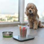 Over or Under – Why Weight Counts For Pets in Northamptonshire