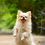 Safeguard Your Dog, Cat or Rabbit with These Vaccinations