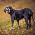 Our Vet Sarah Aldridge On Keeping Senior Pets Healthy