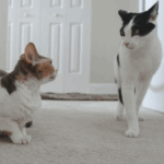 Ideas From Our Nurses in Northamptonshire on Keeping Cats Calm