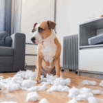 Our Vets at Daventry Vets Discuss Problematic Pet Behaviours