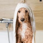How to Get Better at Grooming Your Pet