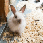 Summer Housing Tips for Small Pets in Northamptonshire