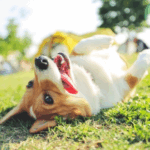 Tips for Dog-Friendly Holidays from Daventry Vets