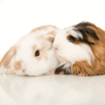 Our Vets in Daventry on Signs your Small Pet is Unwell