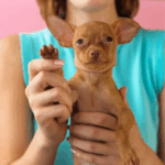 Daventry Vets’ Guide to Getting a New Pet