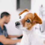 I Found a Lump on My Dog – What Should I Do?