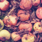Summer/Autumn Rotting Apple Risks for Pets in Northamptonshire