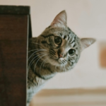 Get Inspired with Daventry Vets’ New Year Pet Goals