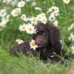 Get Your Pet Ready for Their Springtime Adventures