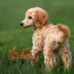 Prevent Parasite ‘Pick-ups’ From Parks in Daventry, Rugby and Northampton