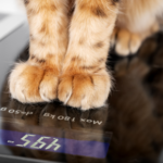 Daventry Vets on Identifying Weight Loss Barriers in Pets