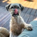 BBQ Season and Pet Safety Tips from Vets in Daventry